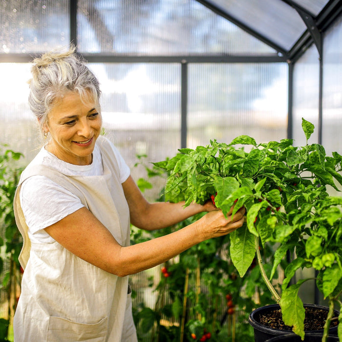 Maze Greenhouse Glory