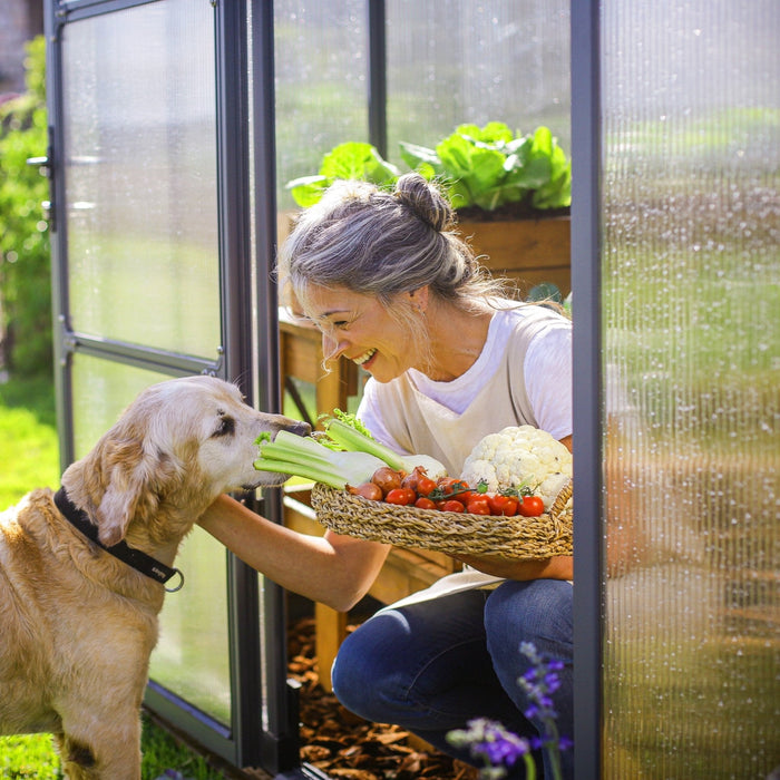 Maze Greenhouse Glory