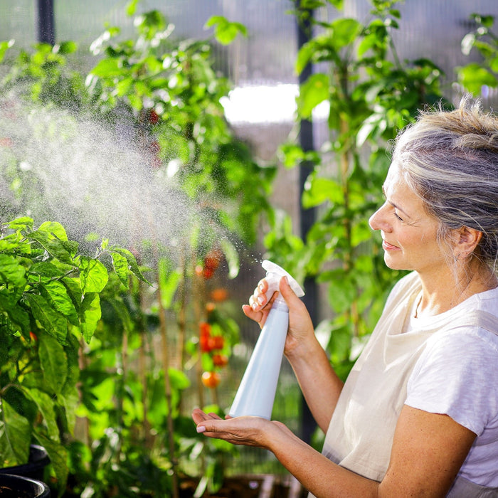Maze Greenhouse Glory