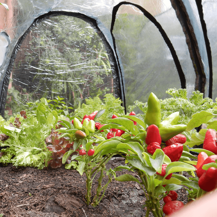 Maze 3m POLY Garden Tunnel