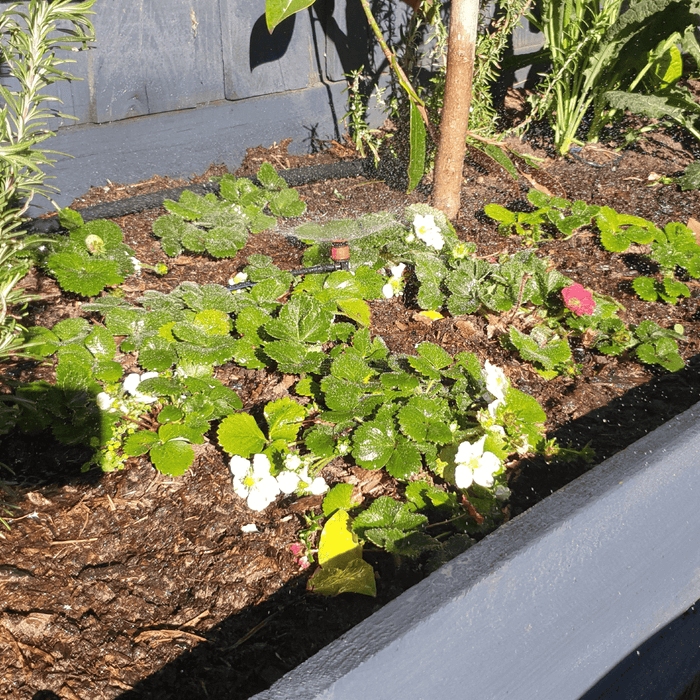 Maze 40 X Micro Sprayers With 25M Polytube Kit