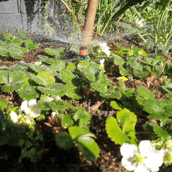 Maze 40 X Micro Sprayers With 25M Polytube Kit