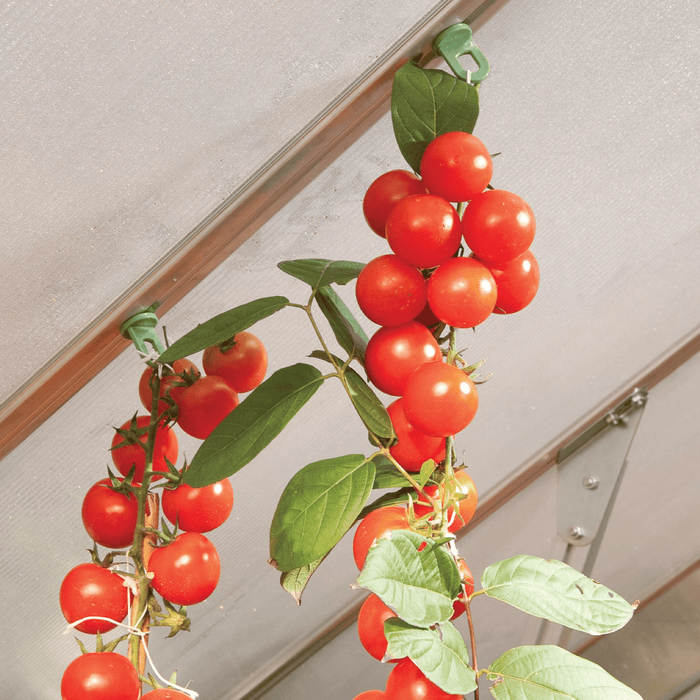 Maze Plant Hangers (10 pk)